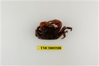 藏品(奧氏後相手蟹)的圖片